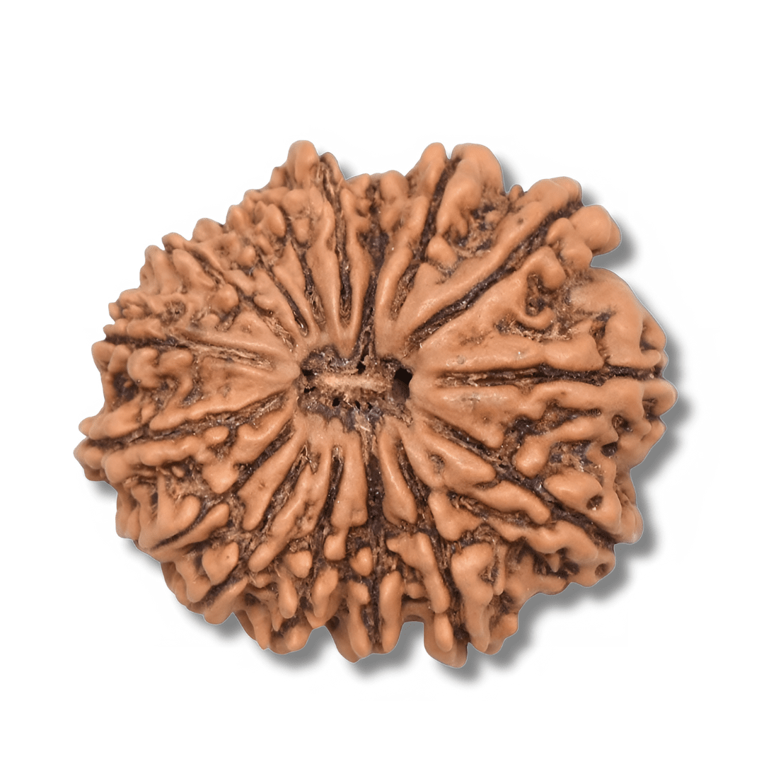 16 mukhi Rudraksha, Shashtadasha Mukhi Rudraksha, Sixteen Face Rudraksha